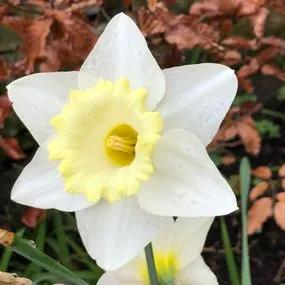 Las Vegas Daffodil (Narcissus Las Vegas) Img 1